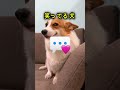 飼ってみたいペットはどれ? 🤯