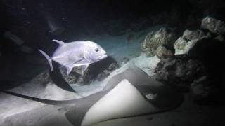 Requins-Nourrices, Raies De Jenkins Et Carangues Aux Maldives