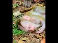 LOVELY BABY MONKEY, Baby can't move Coz Mom #monkeymovie #adorablemonkey #babymonkey #lov #monkey