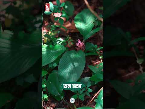 Wild turmeric | Hill turmeric | Curcuma pseudomontana | Jungle Book | Prudent |  Shorts