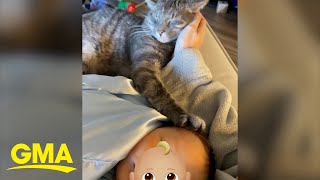 A family wanted either a baby or a kitten, but got both!