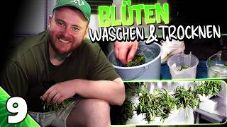 After the MOLD: Can I SAVE THE HARVEST? 🤨 | Vivosun & Secret Jardin | luckyandstoned