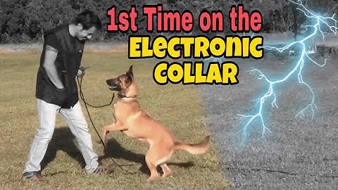 How to E-Collar train without stress. 1st session.