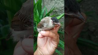 BURUNG KUTILANG JINAK DAN GACOR