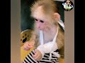 انقذ حياة قرد صغير من الموت      هنا الانسانيه يا انسان 100الف