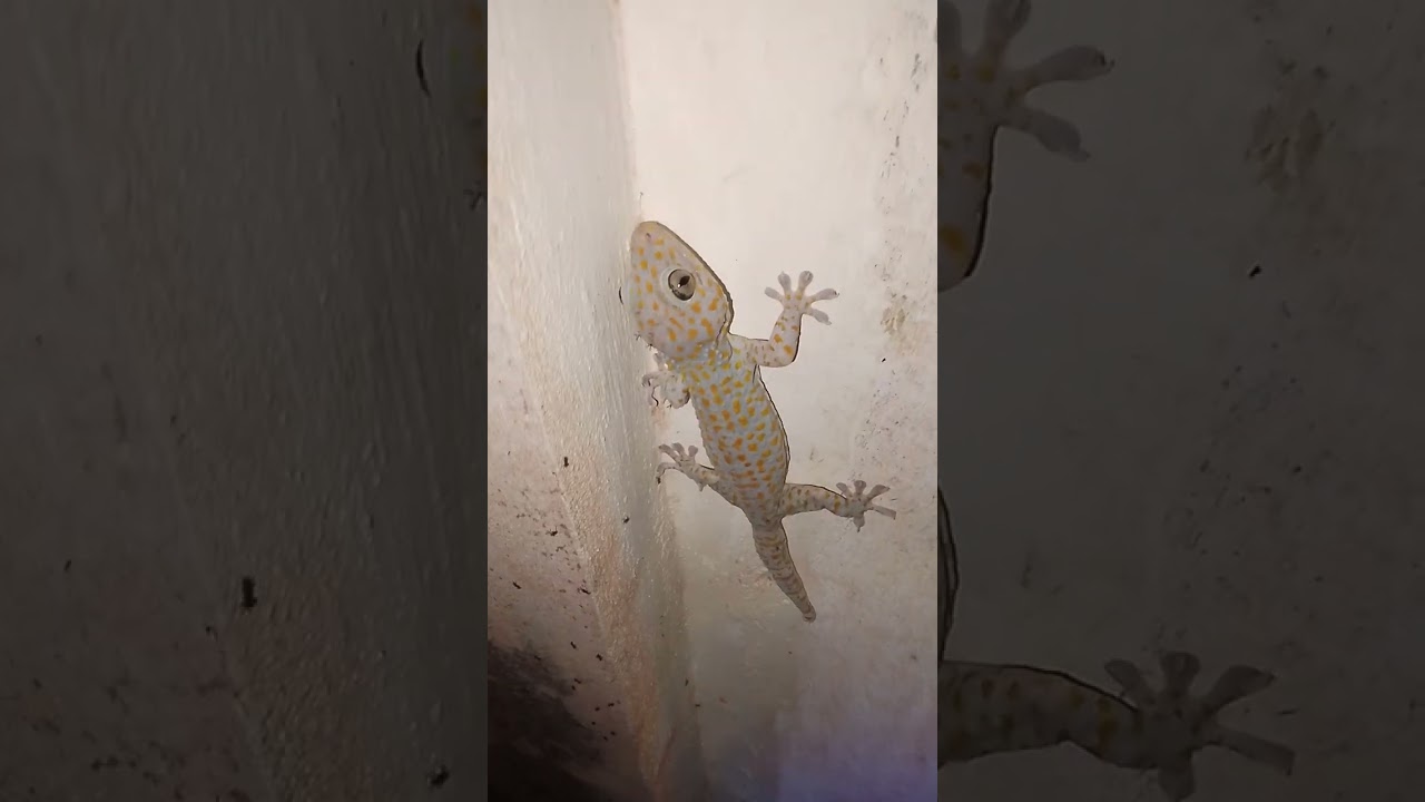 Samahan nio ako mg explore sa gubat at my Nakita Tayo sa dilim.