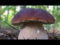 Собираем грибы Белые #Синевирська Поляна
