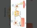 Reflex Arc Explained in 30 Sec ⚡ | Sensory → Motor Neuron | Pharmacy Hindi