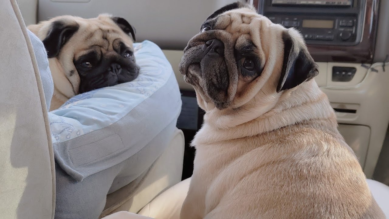 パグちゃん 車中泊の旅】キャンピングカーでのお留守番で拗ねちゃったの可愛い