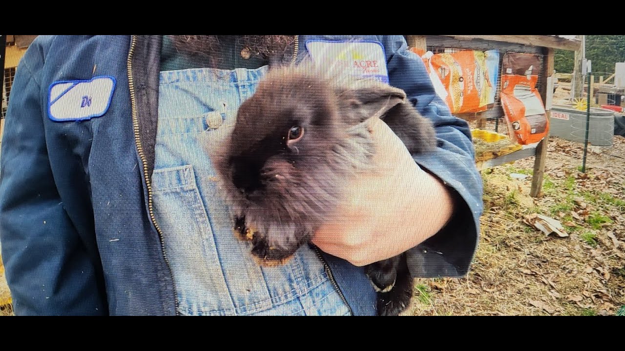 Rabbits on the loose! YouTube