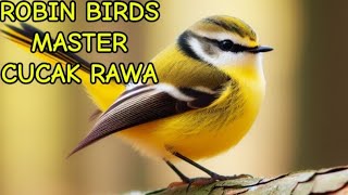 Sound Effect Of Robin Birds Master Cucak Rawa