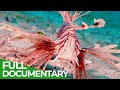 Toxic Invaders | Blue Realm | Free Documentary Nature