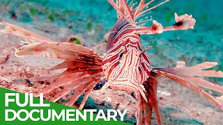 Toxic Invaders | Blue Realm | Free Documentary Nature