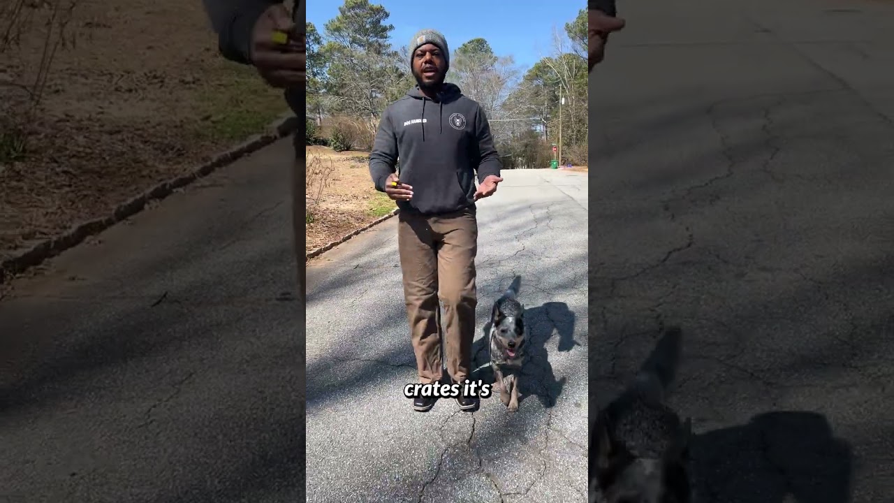 Nothing worse than a dog that pees everywhere, including inside.. curb marking ASAP with your leash