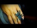 Sling Care, Avicularia (Caribena) versicolor care by the Deadly Tarantula Girl