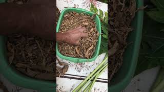 FREE Organic Mulch From Papaya Leaves 🌿 Easy Gardening Hack! 🍂#plants #papaya #Mulching #gardening