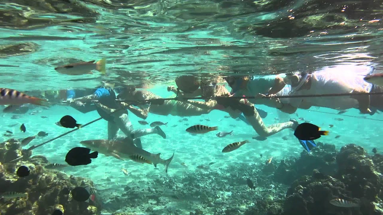 Lagoonarium tour Moorea 08 June 2015