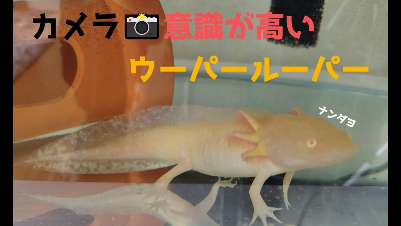 餌やり ウーパールーパーに赤虫あげてみた ウーパールーパーの飼育 赤虫のあげ方 Axolotl Youtube