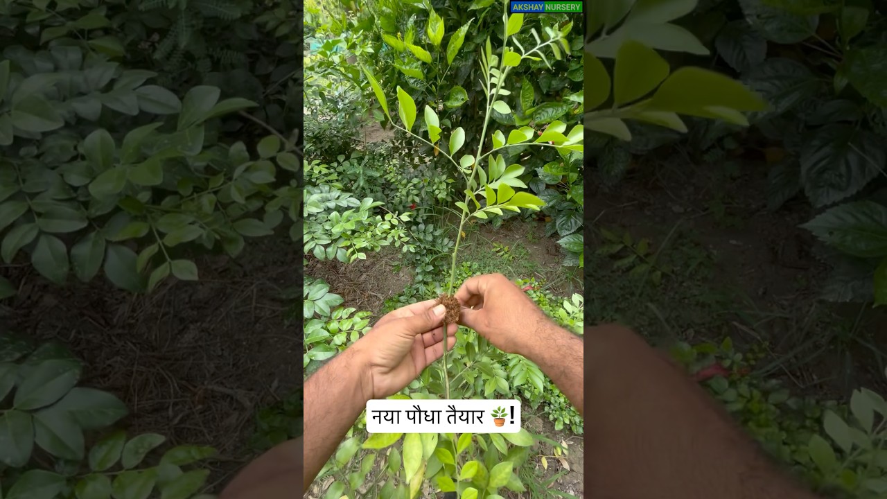 How to grow Orange jasmine plant ! 