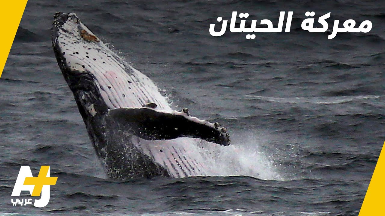 الحيتان في مواجهة البشر؟ ما الذي يحدث؟