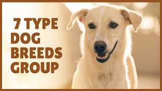 7 types Dog breed groups | Top Rated