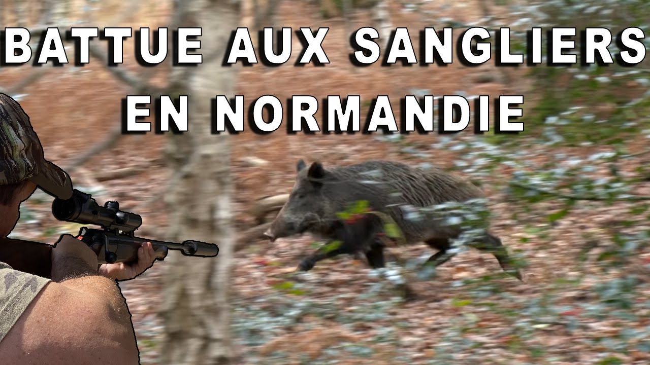 Battue aux sangliers en Normandie