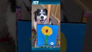 Incredible Talents of Australian Shepherd Dogs!