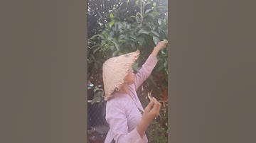 Nhà mình trồng được một cây # lá bứa rừng # nè mọi người...