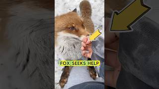 Rescuing A Fox shorts fox animals