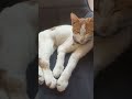 anne kedi ve yavru ked#keşfet #mamaverdim🐱🐈🐱🐈😭🥳🤣😂😜😂🤩🤩😍😗🥰😗😍😗🤣😉🤣🙏👍🔔🔥🐈🐈🐈🐈🐈‍⬛🐈‍⬛🐈‍⬛