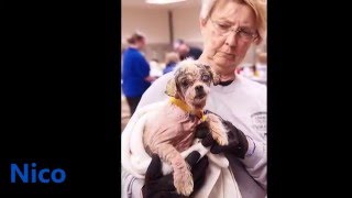 Amazing Transformation! Dogs Rescued from Newton County 3-31-16