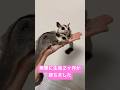 双子のモモンガの赤ちゃんの成長#モモンガ #モモンガベビー