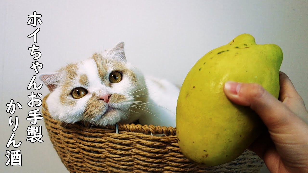 かりん酒の仕込みを手伝ってくれる愛猫