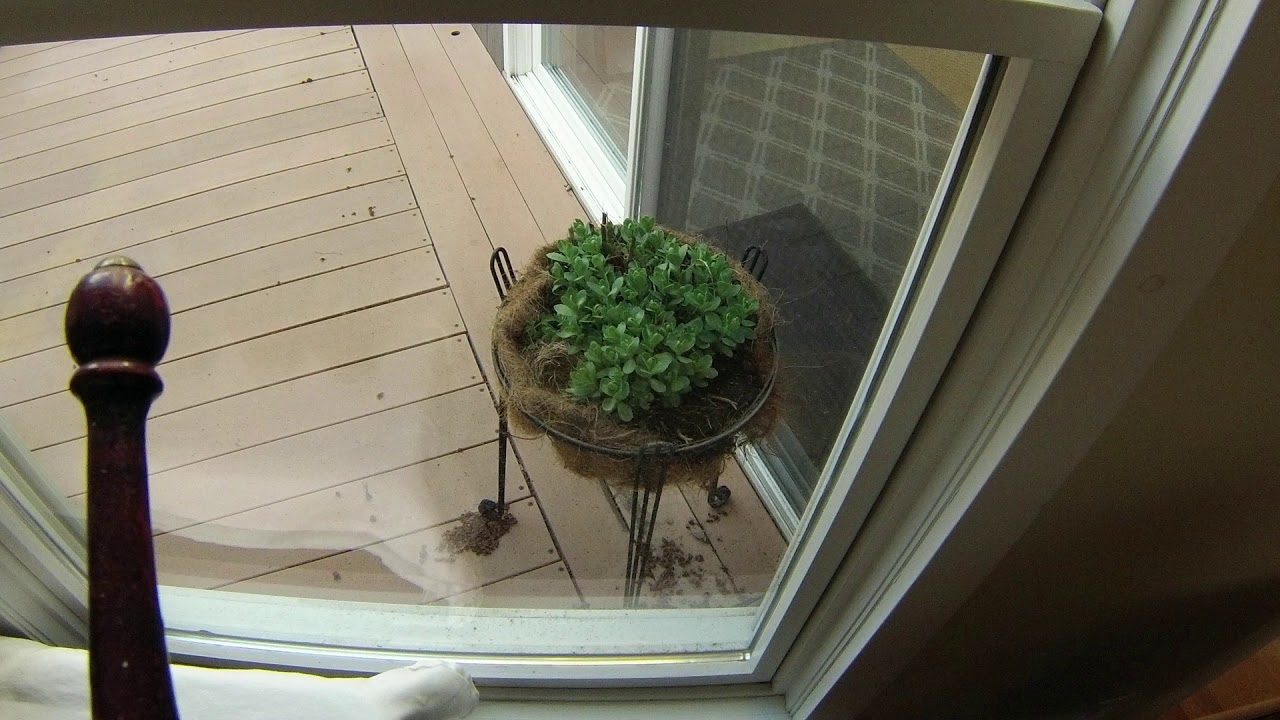 Junco Nest Build YouTube