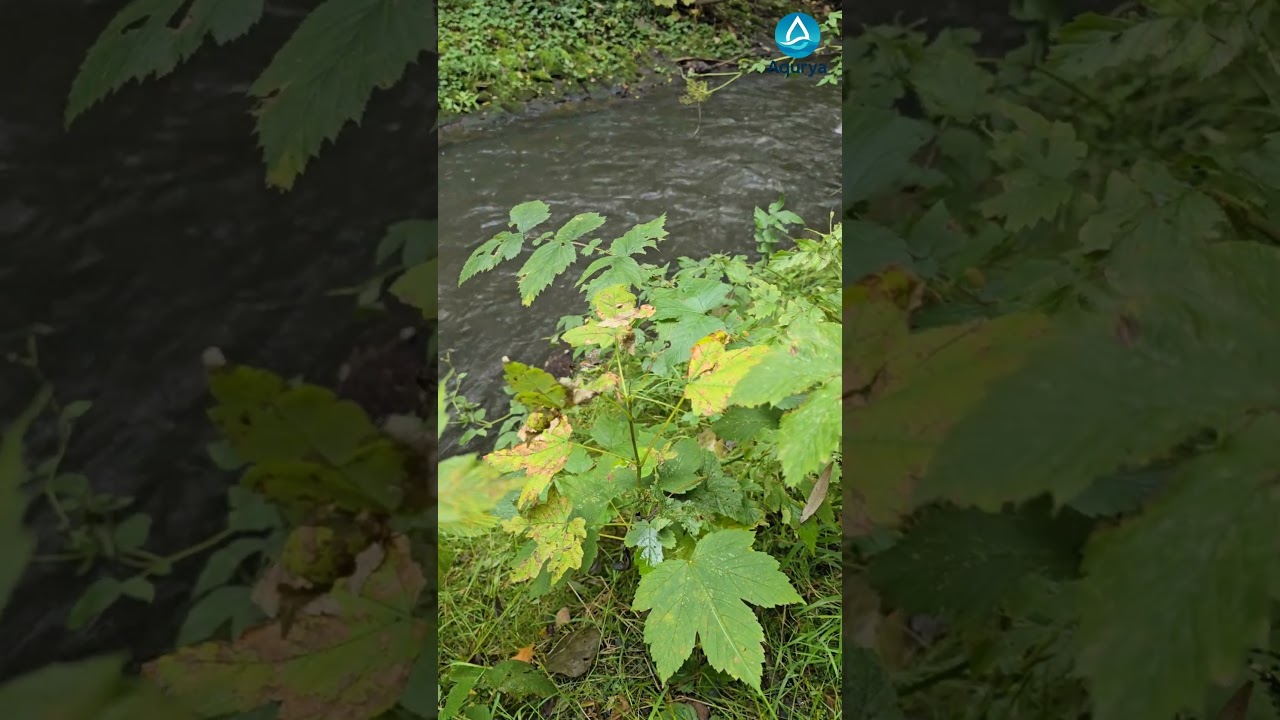 Forever Thankful 🙏🍃 | Gentle Stream & Green Leaves | Aqurya Shorts