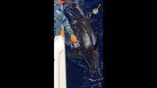 Man VS Marlin | Catch of a Lifetime!
Compiled footage of the battle I had bringing in a 500 pound Marlin! **Skip to 21min. for short version using compiled extra footage and added soundtracks.** The fishing charter is Camelot Sport Fishing from Kona, Hawaii. Extra clip closing montage soundtracks: 1: Maru by Mark Petrie 2: A Knife In The Heart by Daniel Beijbom.
It was an epic fight and I fought the fish with everything I had to break her spirit. I didnt give her an inch to rest. When you do that the fight will go on for hours or you can even lose the fish. The Captain estimated it would take at least 2.5 hours to bring in this beast, but I managed to do it in about half an hour!! She was completely exhausted by the time I had her to the boat. Some people fish for Marlin their whole lives and never catch one this big, so I feel super blessed to have had this rare experience! And on my first fishing charter ever!!! Thanks for watching, I hope yall enjoyed the compilation! Man VS Marlin | Catch of a Lifetime!