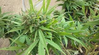 SpacebombxGsc Harvest