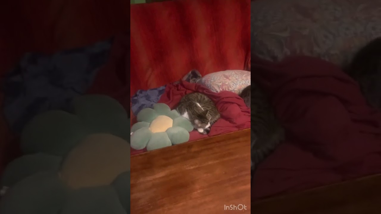 Hbcg y no se si me voy o me quedo con