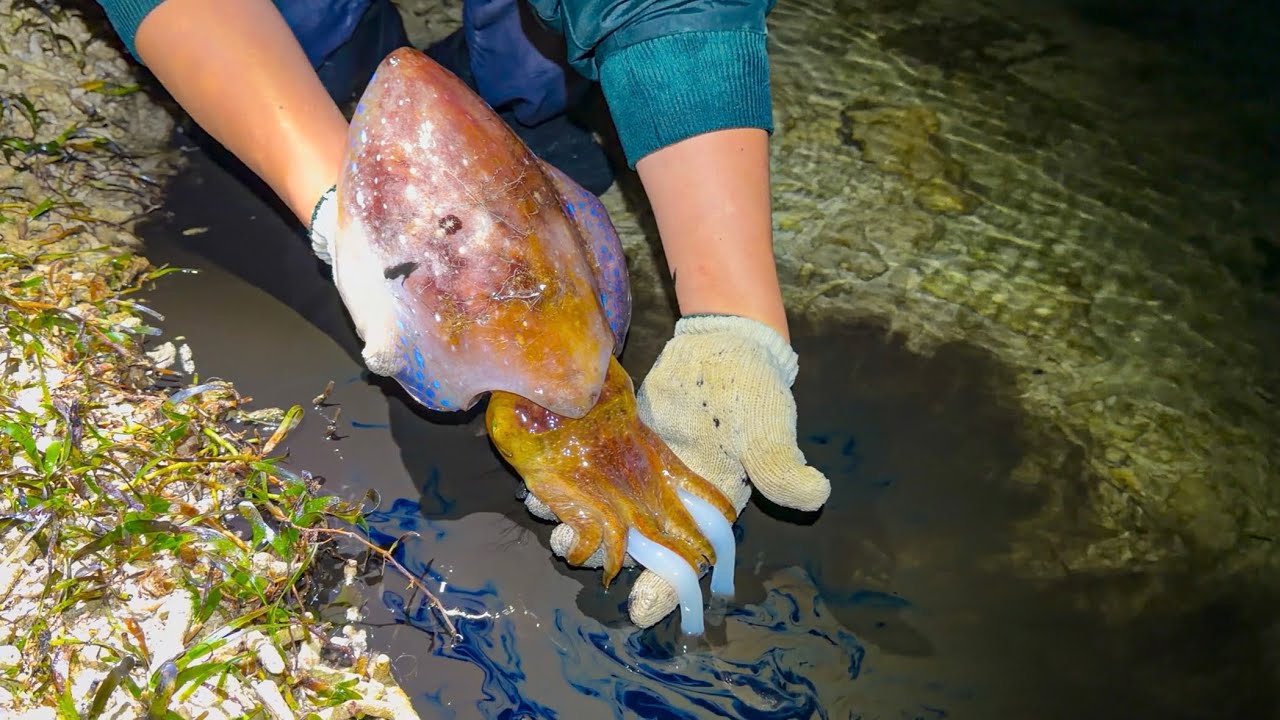 浅瀬に取り残されたイカは簡単に捕れる