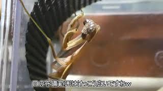 【冬のカマキリ成長日記】１９１日目