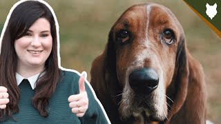 BASSET HOUND HISTORY DEEPDIVE