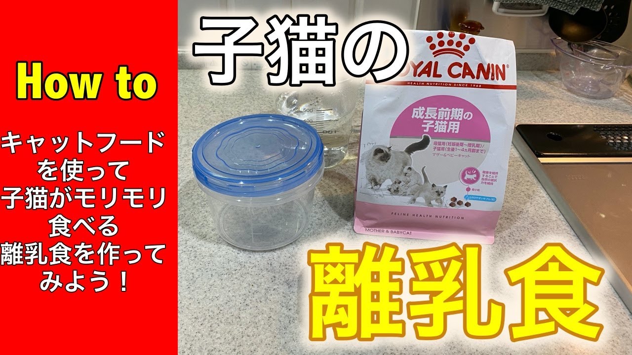 How To動画 子猫がモリモリ食べる美味しい離乳食の作り方 ロイヤルカナンのカリカリとムースでの調理法を大公開 Youtube