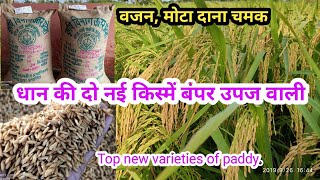 धान की दो नई किस्में वजन दाने दानों में चमक ज्यादा उपज paddy top new ndr2064 variety ndr2065 किस्में