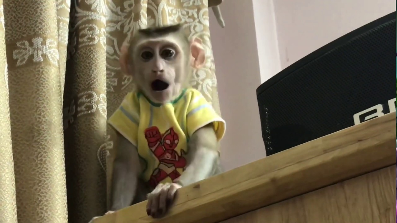 Monkey Pin night refused to sleep - khỉ Pin đêm không chịu ngủ