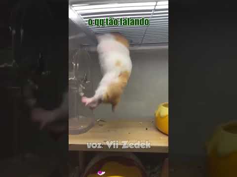 Bichinhos que nos entendem - hamsters parte 2