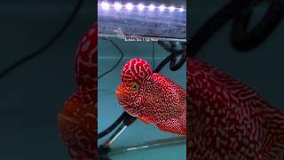 Flowerhorn Contest West Java Aquatic Festival 2025 #flowerhorn #cencu #kamfathailand