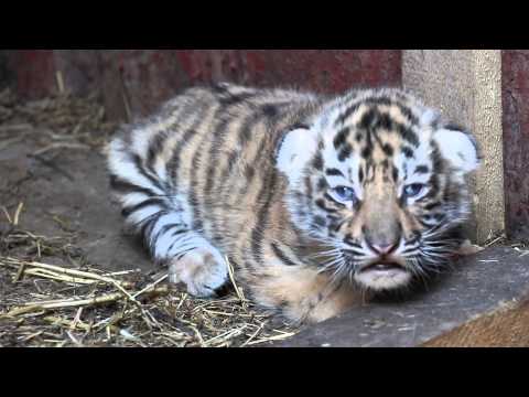 ვეფხვის 3 უსაყვარლესი ბოკვერი თბილისის ზოოპარკში / 3 lovely tiger cubs in Tbilisi Zoo
