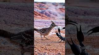 Puff Adder Meets the Secretarybird: Savanna Speed Duel! 🐦🔥 #shorts #viral#wildlifephotography #birds