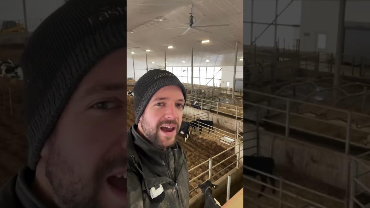 Differences in weaning calves in a calfatfoot dairy system moraleats