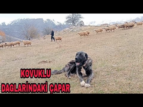 REŞOYU YİYEN KURTLARI GÖRÜNTÜLEDİM #kangalköpeği #sivaskangalı #dogsofinstagram